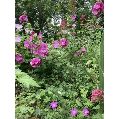 Lavatere rose
