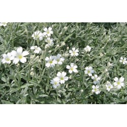 Corbeille d'argent