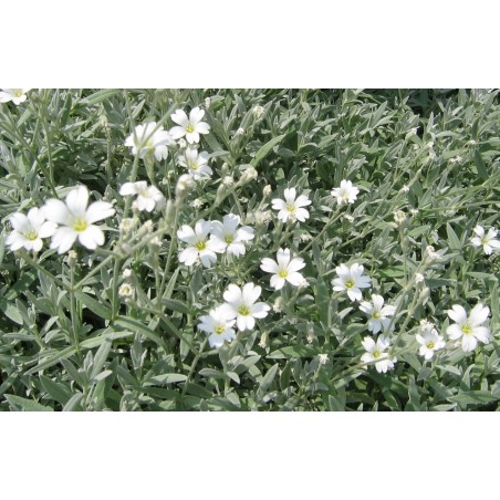 Corbeille d'argent
