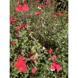 Sauge arbustive rouge, coeur blanc