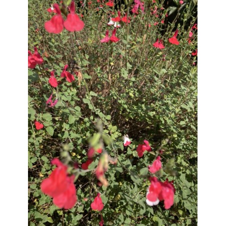Sauge arbustive rouge, coeur blanc