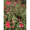 Sauge arbustive rouge, coeur blanc