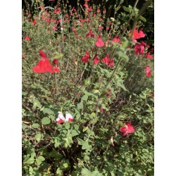 Sauge arbustive rouge, coeur blanc