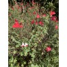 Sauge arbustive rouge, coeur blanc