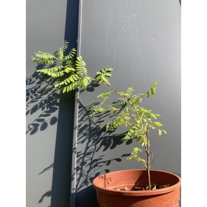 Tel que vendu en automne