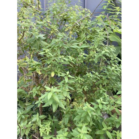 Verveine citronnée