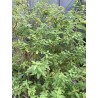 Verveine citronnée