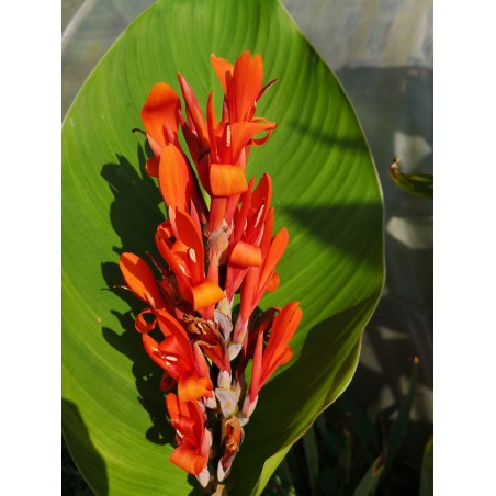 Canna rouge