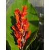 Canna rouge