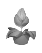 PLANTES ORNEMENTALES